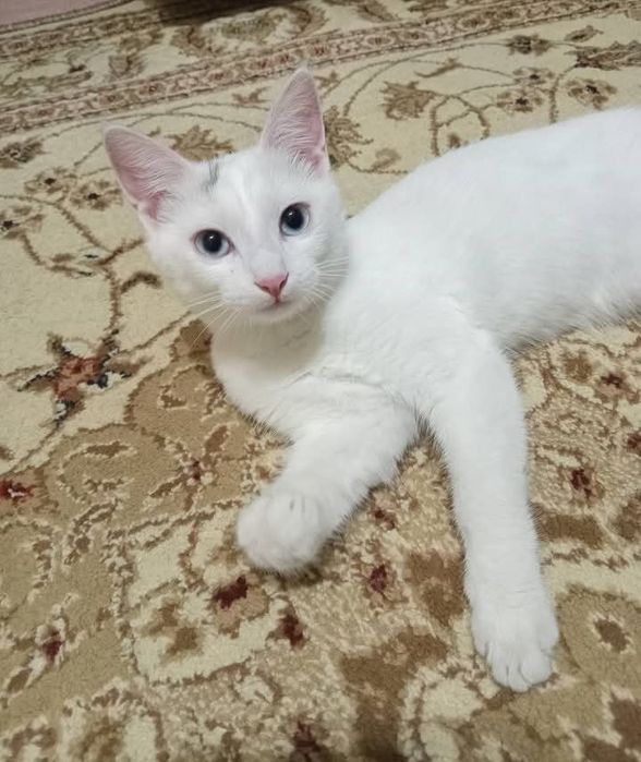 Кошечка Снежана ищет семью!