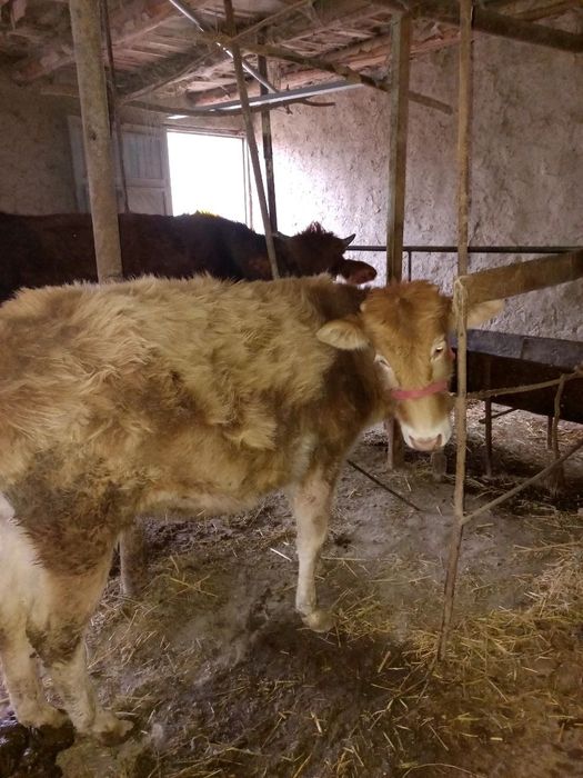 Avlikol gibrit gunojin sotiladi