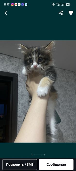 Отдам котенка в добрые руки