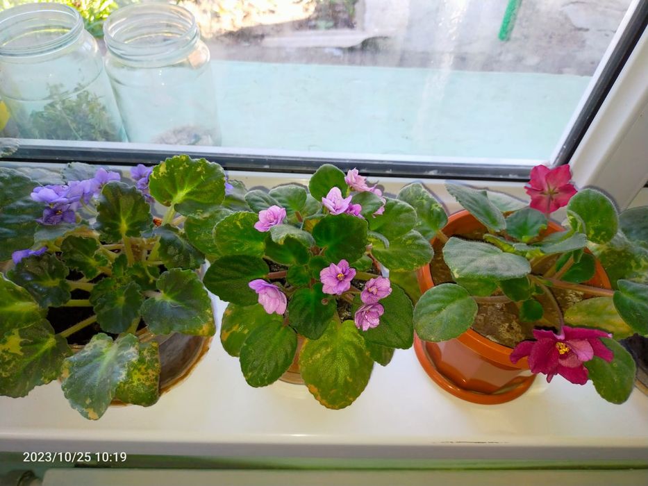 Комнатные домашние цветы