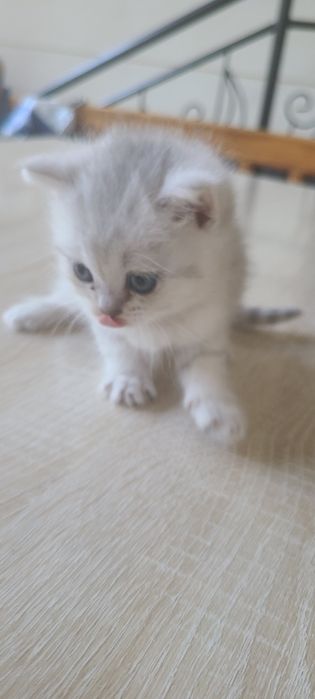 Serebritskiy shinshila mushukchamiz sotiladi