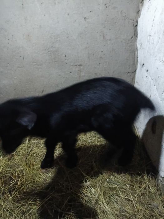 Парода альпийски