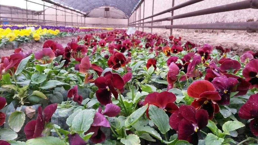 Шамшот - вечнозеленный, Герань (разные цвета), Девичий виноград и т.д.