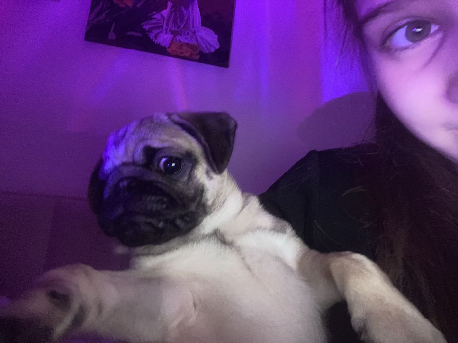 продам мопса 8 месяцев девочка