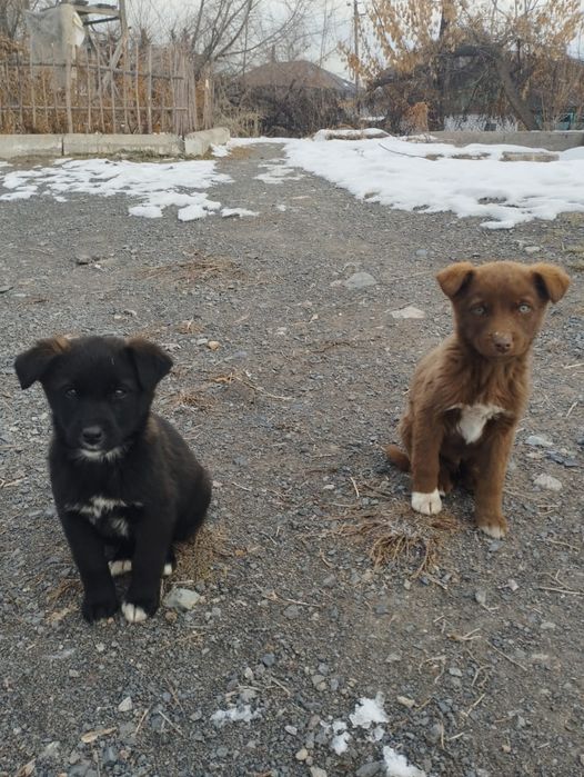 Пристраеваются щенки в добрые руки