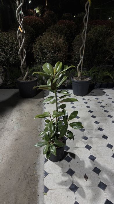 Italiya ko’chatlari  Magnolia Archa