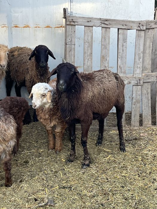 Овцы бараны ягнята