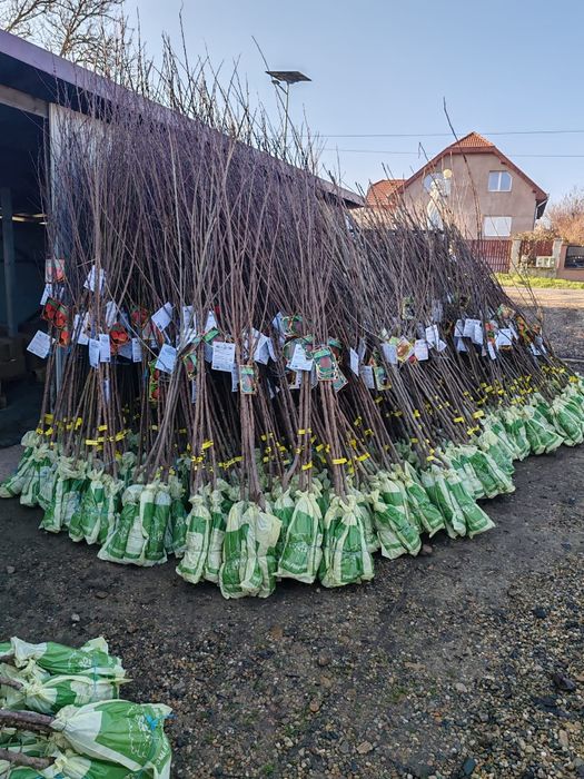 Pomi fructiferi cu radacina ambalata