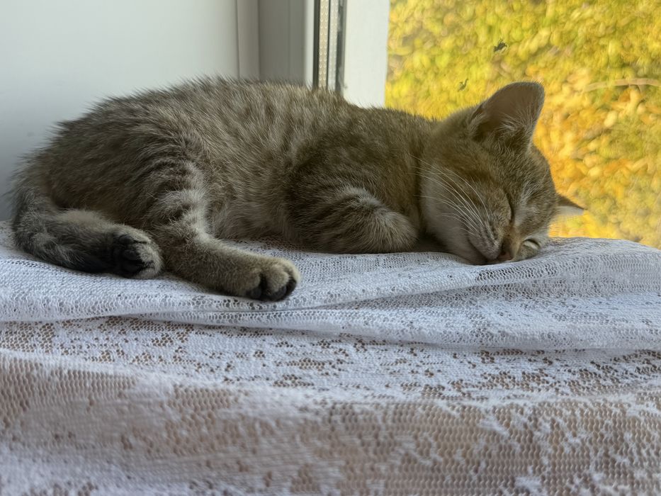 Отдам котенка ( мальчик )