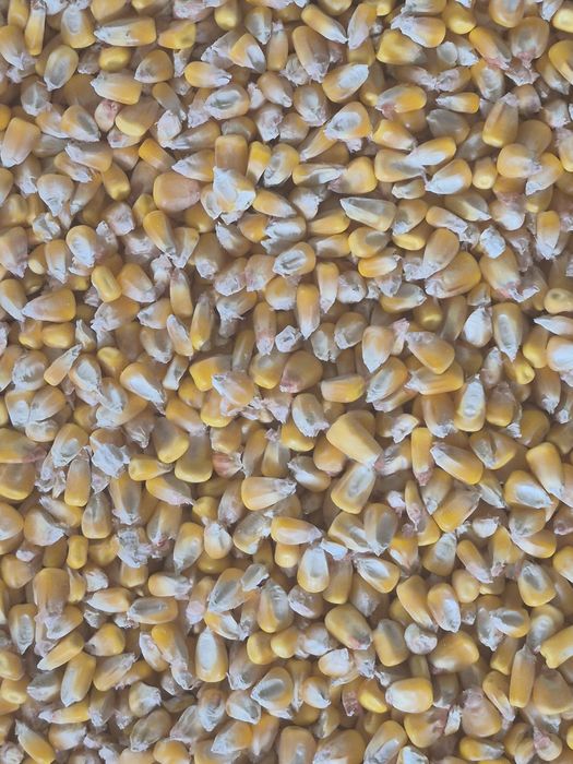 Vand grau , porumb , orz , mazare