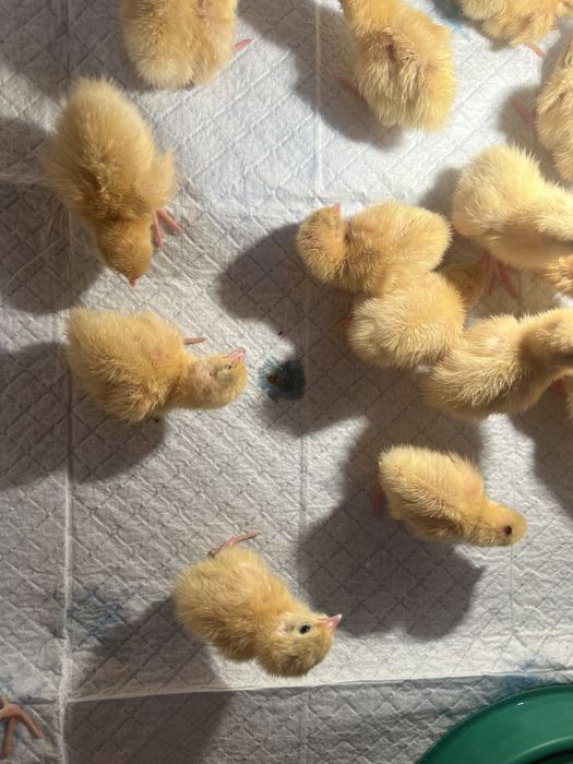 Продам перепелок Атырау