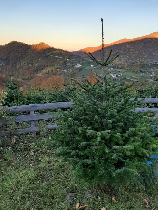 Vând brazi de Craciun sau pentru replantat din pepiniera proprie .