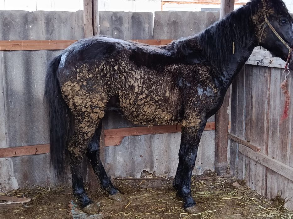 Семіз тай сатылады