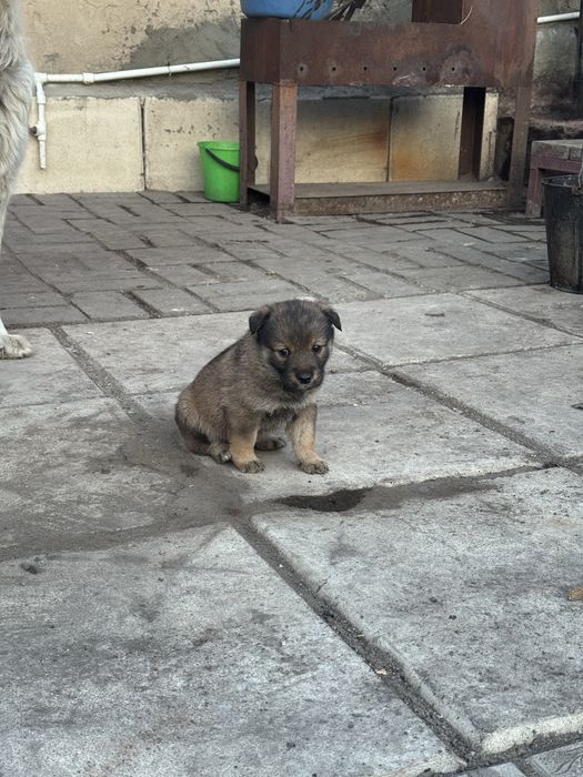 Отдам щенков в добрые руки