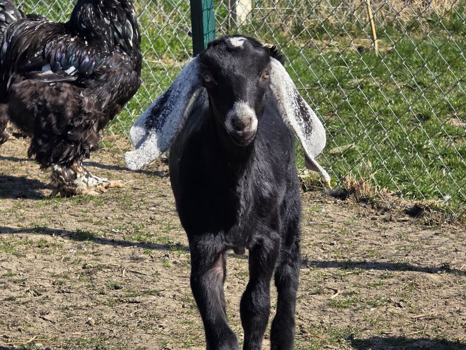 Iedute anglo nubiene