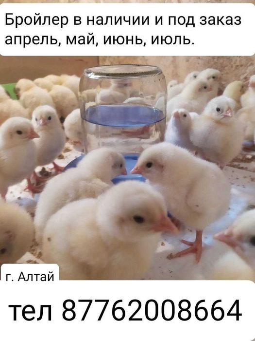 Цыплята бройлер, недельные. г. Алтай
