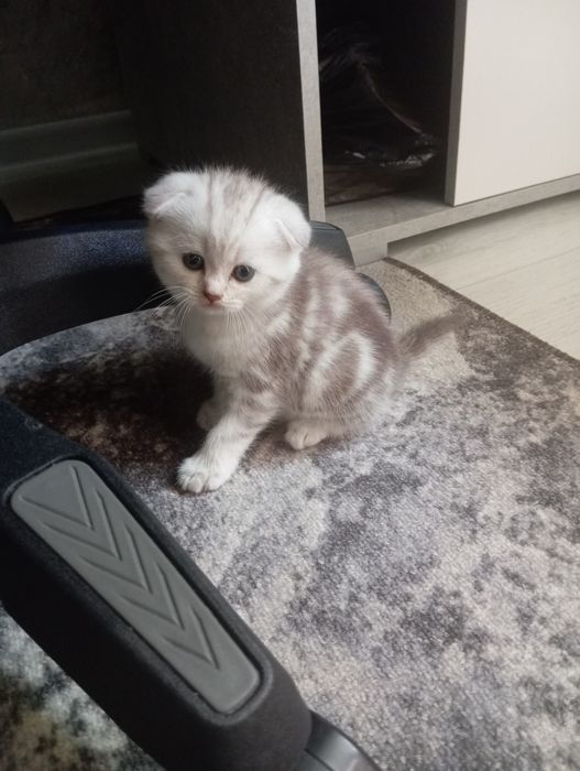 Чистокровные котята