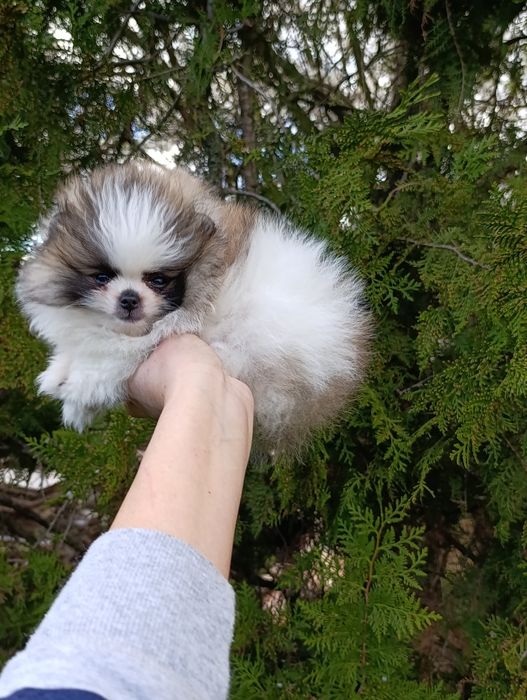 Pomeranian mini toy