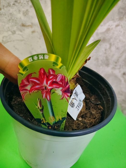 Комнатные растения для дома