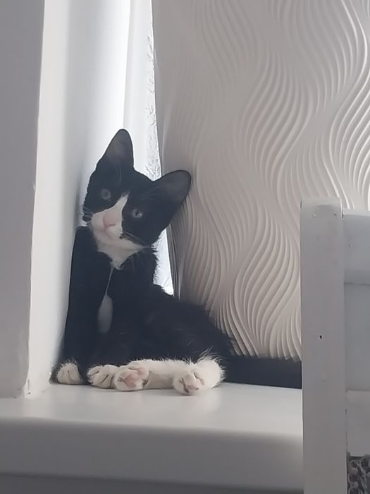 Котёнок мальчик в хорошие руки