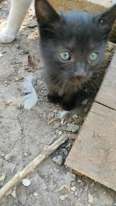 Pisici pentru adopție