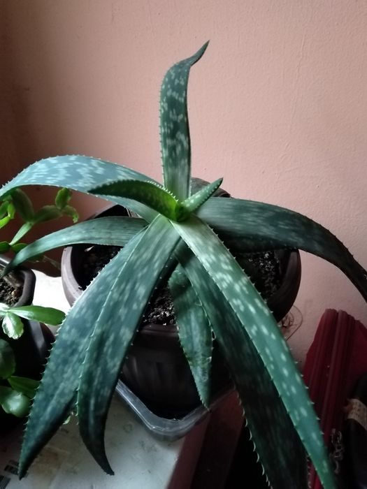 Лечебни Алое Вера и Дървовидно алое, Хлорофитум, Олиандър-лян