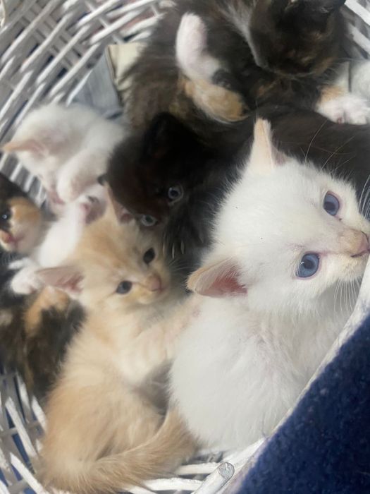 Котята бесплатно