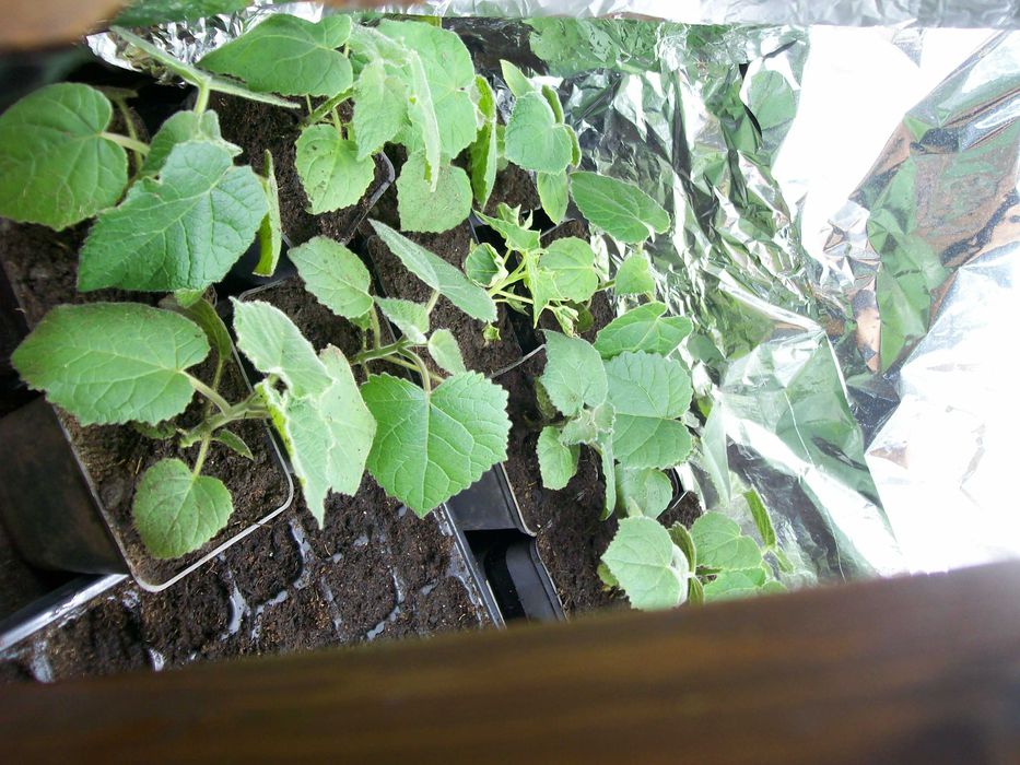 paulownia hibrid 9501  paulonia , paulovnia, nord max