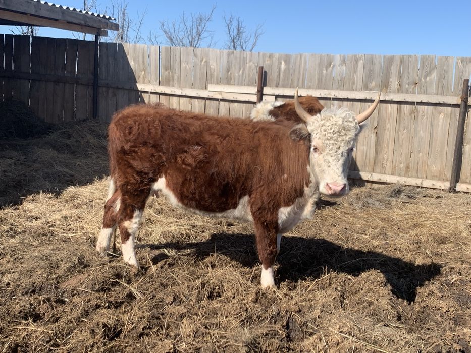 Кашар сатам 3 жаста