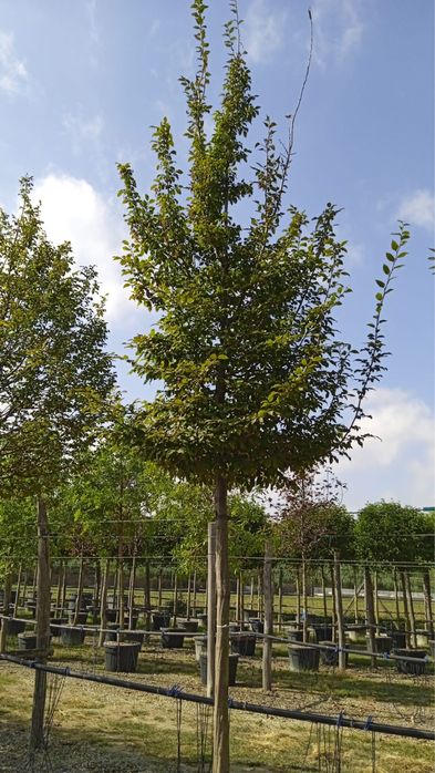 Tei. platan. carpinus. Mestecan