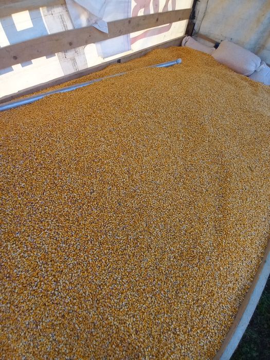 Porumb calitate deosebita grau ,tarate ,uruiala,floare,mazare