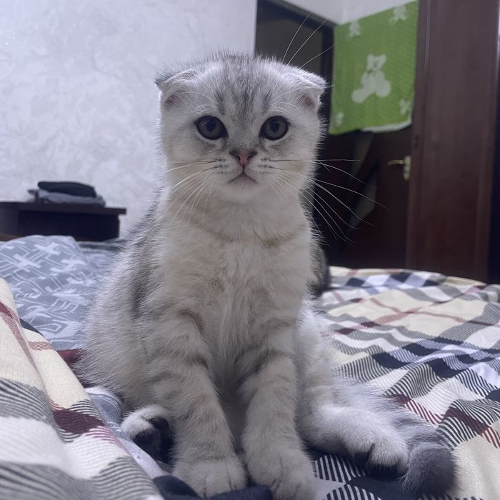 Сотилади мушукча угил бола фолд