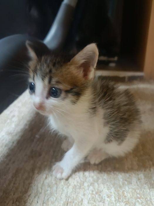 Отдам котят в добрые руки!