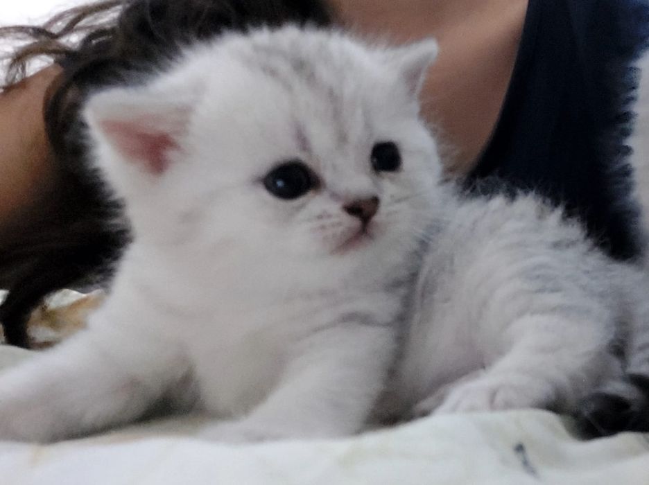 Шиншила и скотиш страйт