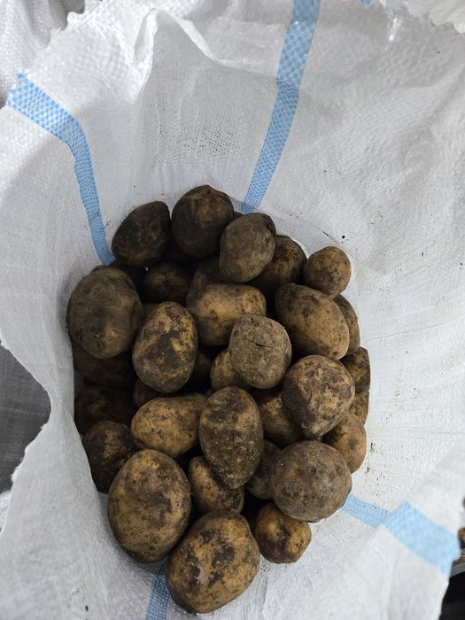 Картошка, сорт Гала, микс 4+