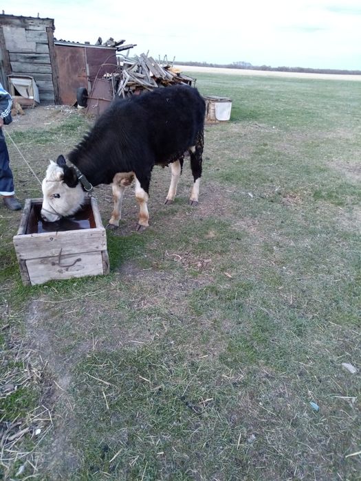 Продам годовалого бычка