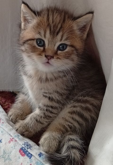 Срочно!Британские котята