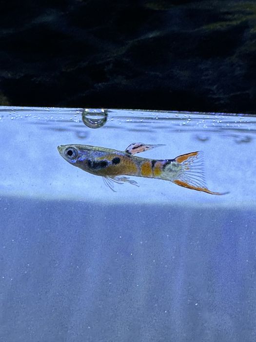 Гуппи 3000 оптом