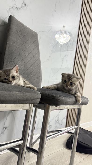 Продаются шотландские котята