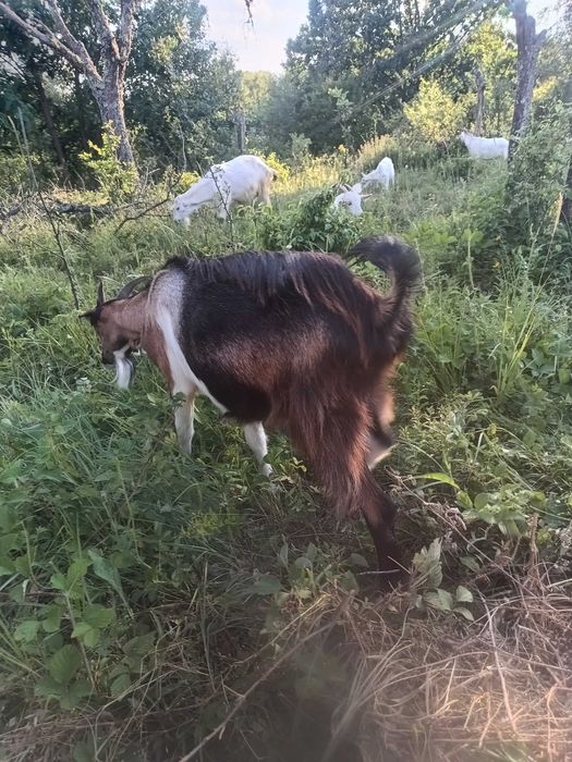 Capra metis alpin francez cu saanen ,1 an jumate