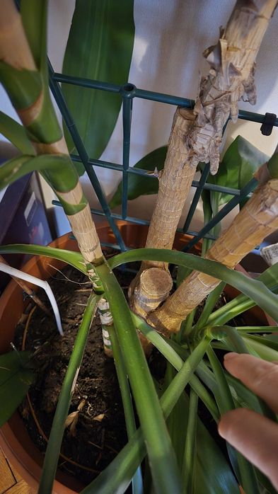 Драцена височина 2м