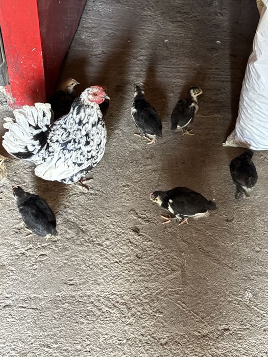 Găină pitică cu pui