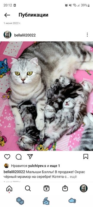 Шотландские вислоухие