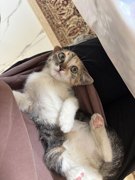 Мысық котенок марғау котики