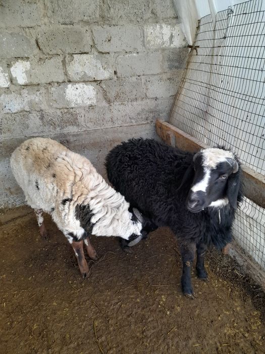 Qochqorlar sotiladi kelishilgan holda