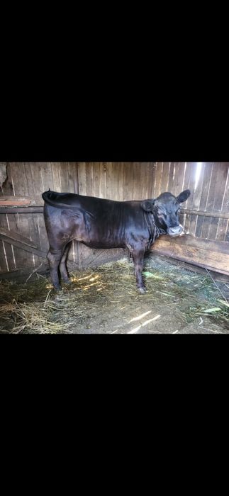 Junincă angus 1 an