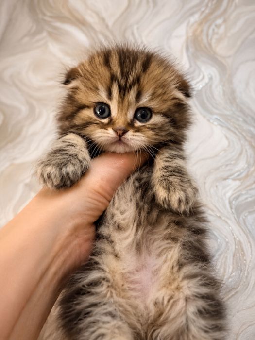Котята скотиш фолд