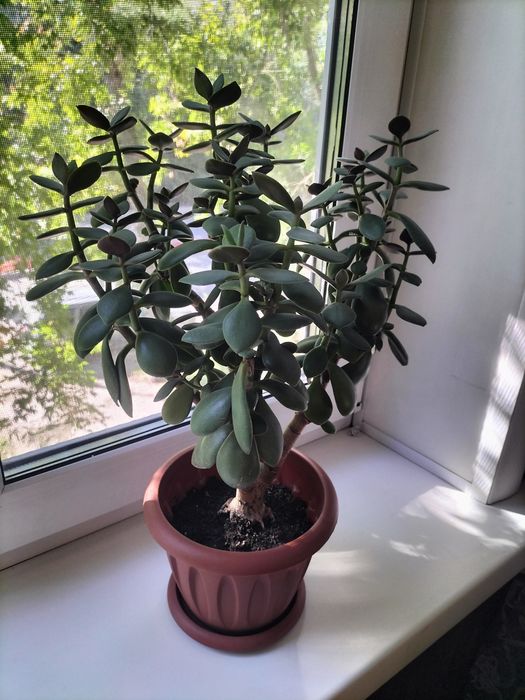 Цветы комнатные.