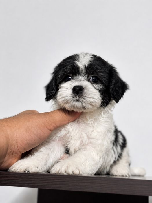 Shih tzu mini toy