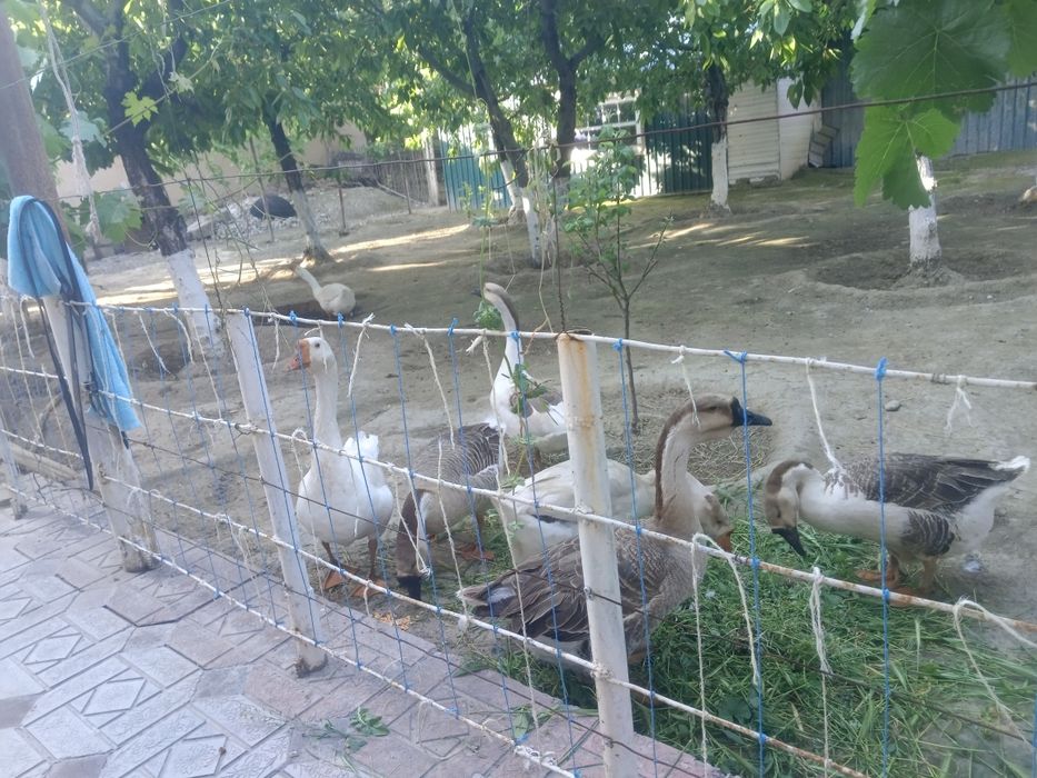 Гозлар  сотилади